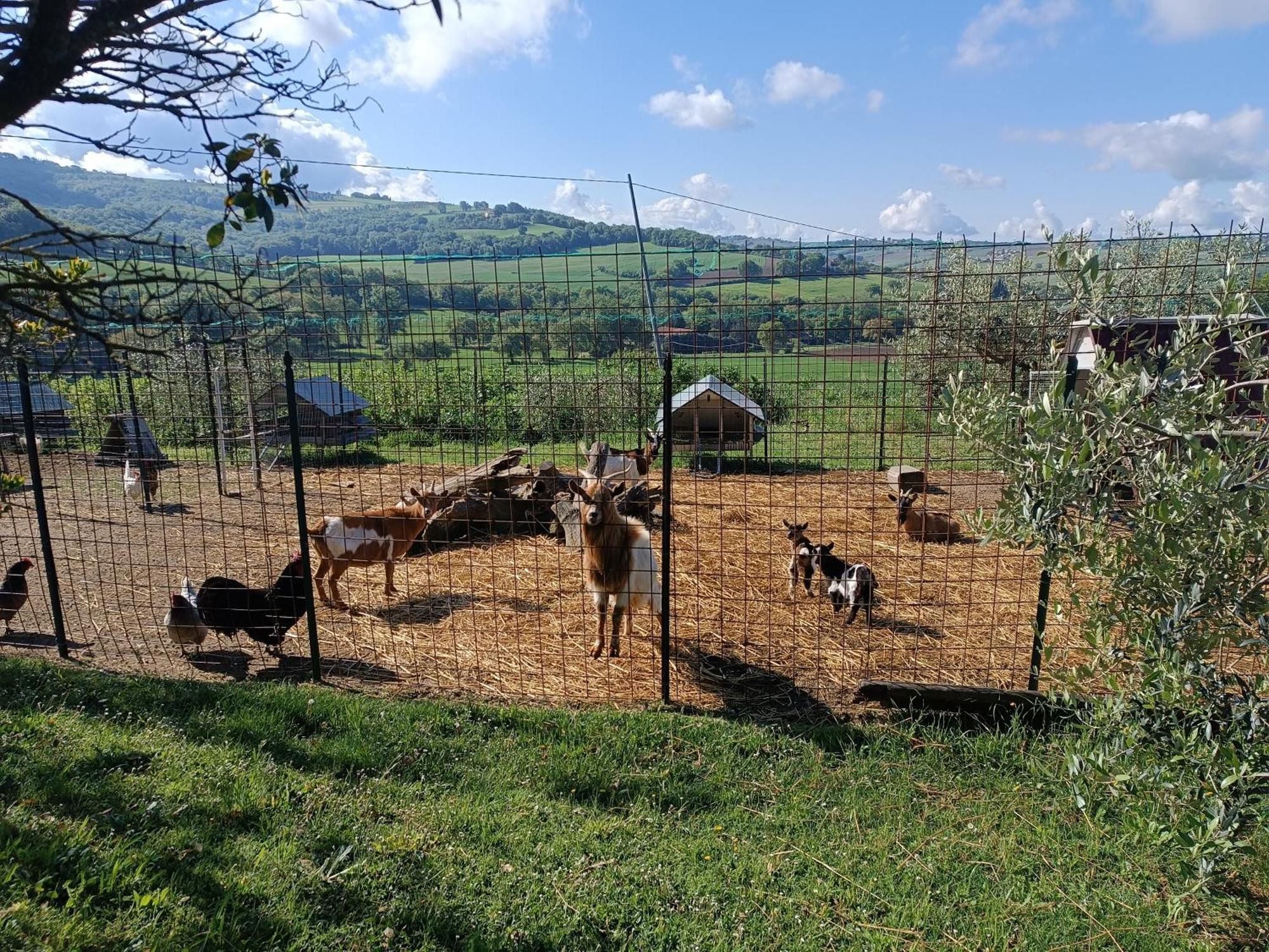 Villa La Piccola Fattoria Todi Exterior foto